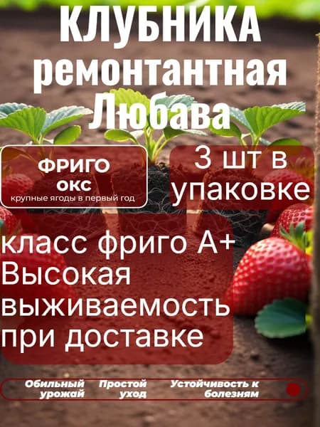 Саженцы клубники Ремонтантной Любава по технологии Фриго , не зкс, не копанка