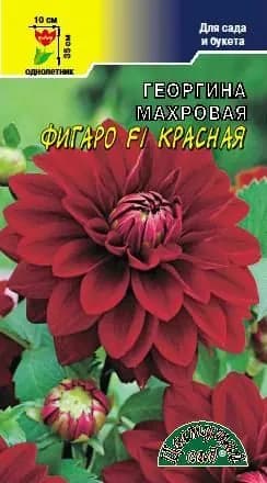 Цв Георгина Фигаро F1 Красная махровая