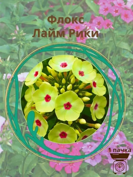 Флокс Лайм Рики 10 шт семян
