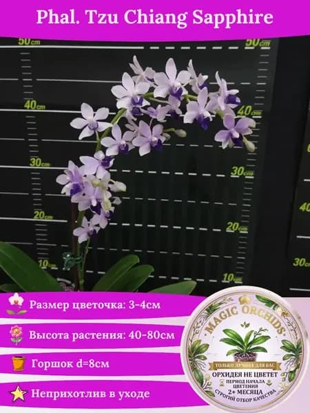Орхидея живая Phal. Tzu Chiang Sapphire - 2,5"