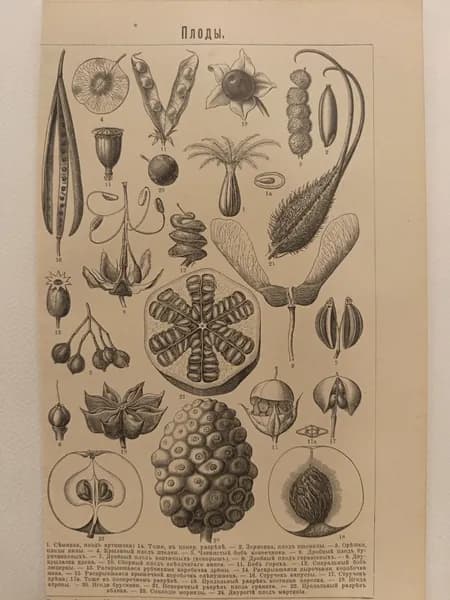 Литография из энциклопедии. Растения. Плоды. 1909г.