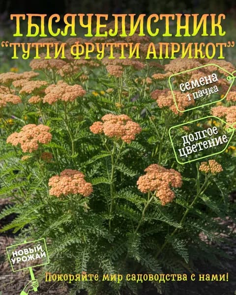 Тысячелистник парковый Тутти Фрутти Априкот, семена, 10 шт.
