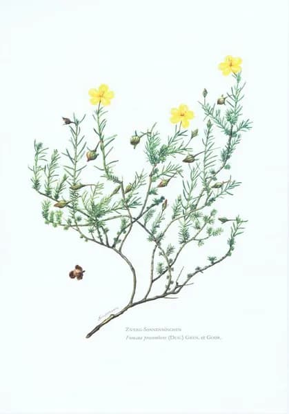 Фумана лежачая. Антикварная офсетная литография. Германия, 1960 год