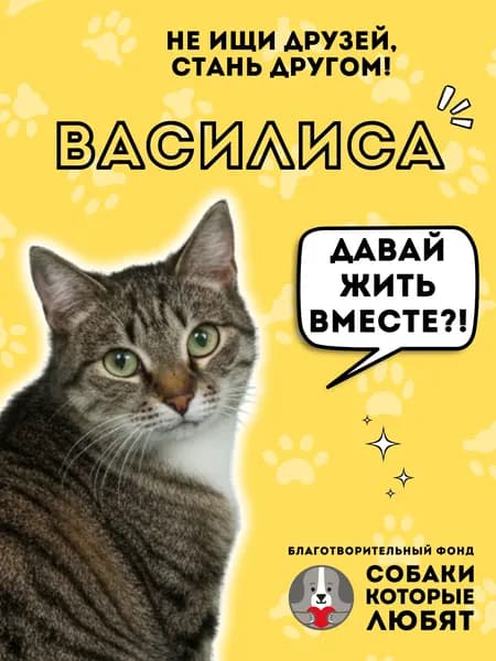 Помочь Василисе найти дом