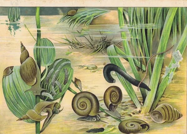 Моллюски. Улитки. Антикварная хромолитография. Россия, ок. 1900 г.