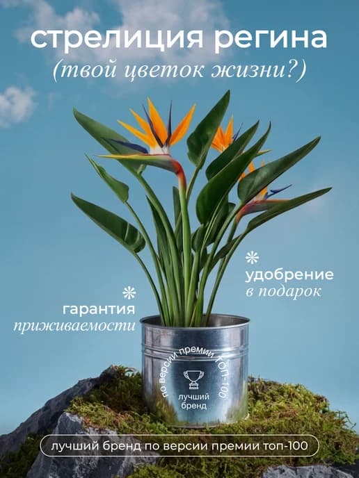 Стрелиция Регина живое растение Райская птица