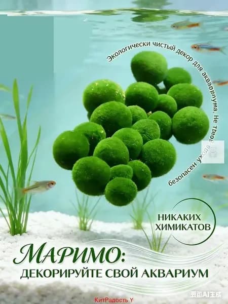 Живые водоросли 5 шт с круглым прозрачным сосудом для аквариума и флорариума