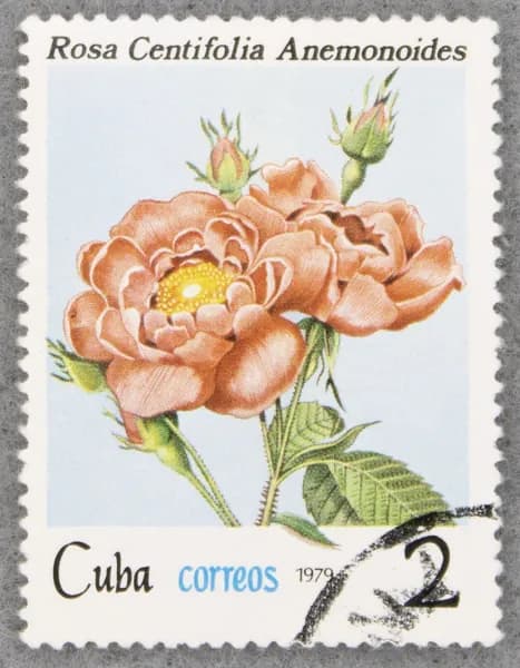 Почтовая марка "Rosa centifolia anemonoides". Номинал 2 с. Cuba. 1979 год. (Michel CU 2420)