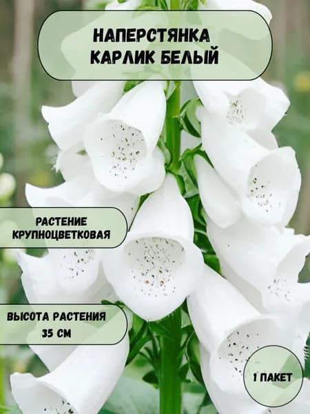 Наперстянка Карлик белый, семена 10 шт