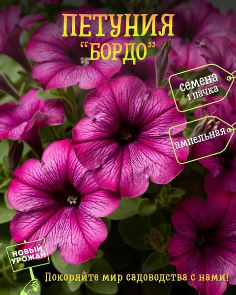 Петуния Бордо, семена, 10 шт.