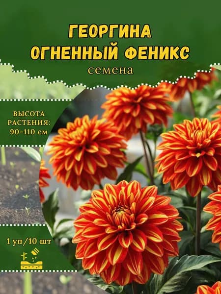 Георгина "Огненный Феникс" семена, 1 пачка