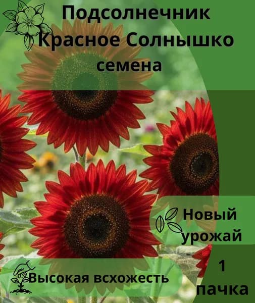 Подсолнечник Красное Солнышко, семена 10шт