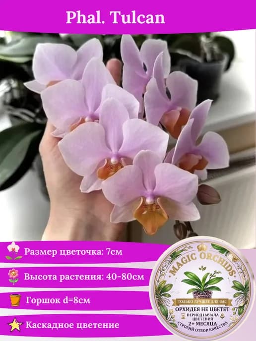 Орхидея живая Phal. Tulcan - 2,5"