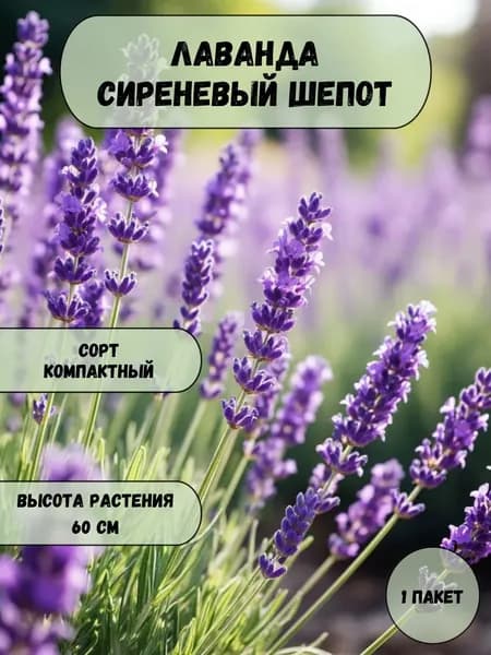 Лаванда Сиреневый шепот семена 10 шт