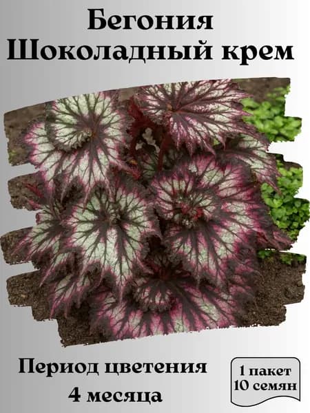 Бегония Шоколадный Крем, 10 шт., 15 гр.