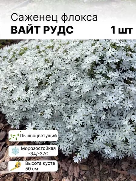 Флокс шиловидный многолетние саженцы махровых цветов