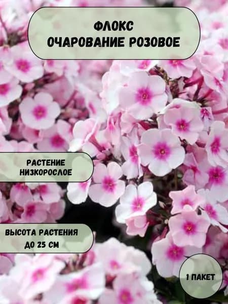 Флокс Очарование розовое семена 10 шт