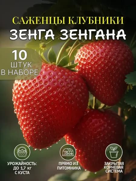 Клубника саженцы рассада Зенга Зенгана