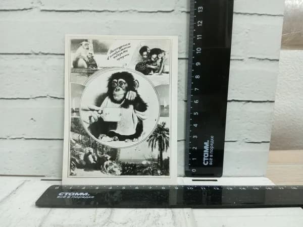 Канцелярия антикварная винтажная Открытка Питомник обезьян город Сухуми