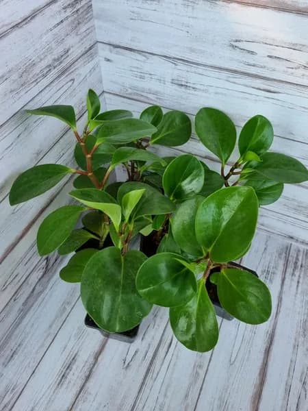 Пеперомия туполистная (Peperomia Obtusifolia)
