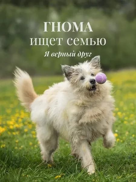 Помочь Гноме найти дом