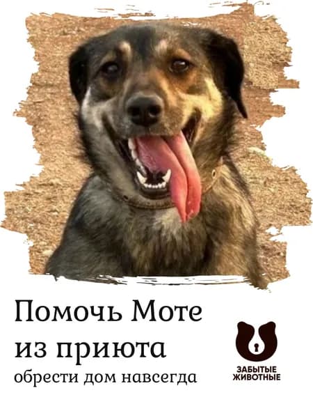 Помочь собачке Моте найти дом