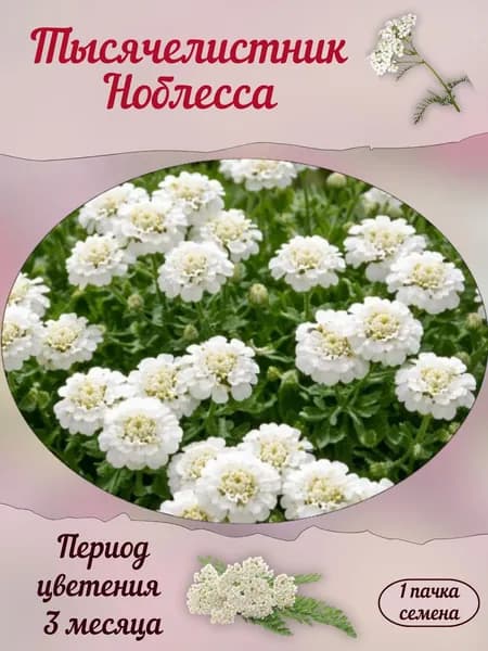 Тысячелистник Ноблесса, семена, 10 шт.