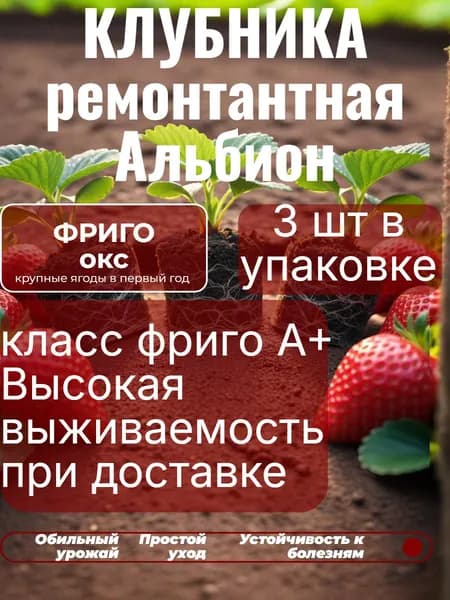 Саженцы клубники Ремонтантной Альбион по технологии Фриго 3 шт , не зкс, не копанка