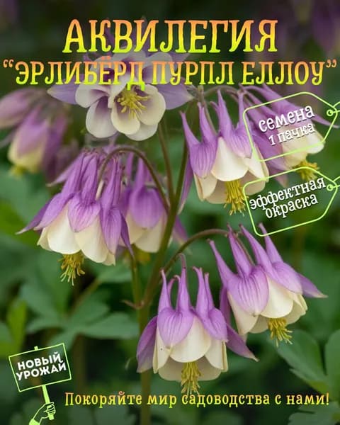 Аквилегия Эрлибёрд Пурпл Еллоу, семена, 10 шт.