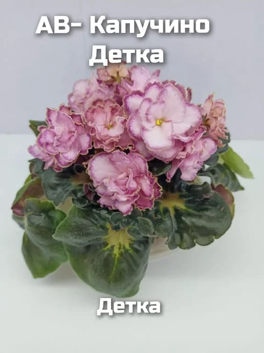 Фиалка комнатная живая Детка АВ- Капучино