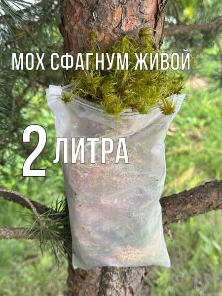 GALAKTICA Мох