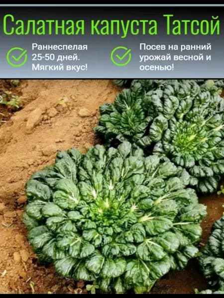 Семена капусты на рассаду