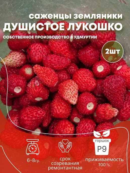 Рассада саженцы земляники «Душистое Лукошко», 2 шт