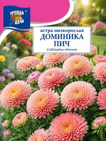 Астра низкорослая ДОМИНИКА ПИЧ (Семена Урожай Удачи, 0,2 г семян в упаковке)
