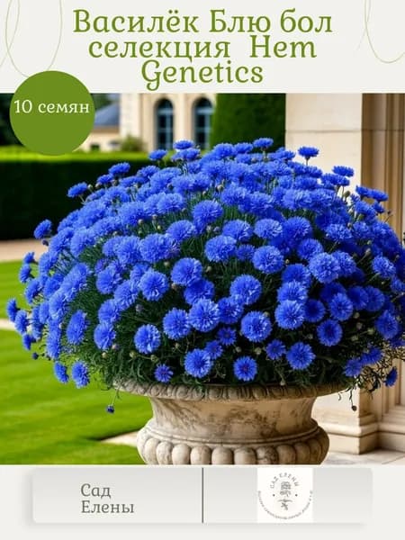 Василёк Блю Бол семена.Селекция Hem Genetics.10 семян.Премиум качество.