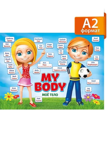 Плакат обучающий "My Body / Моё тело", английский язык, формат А2