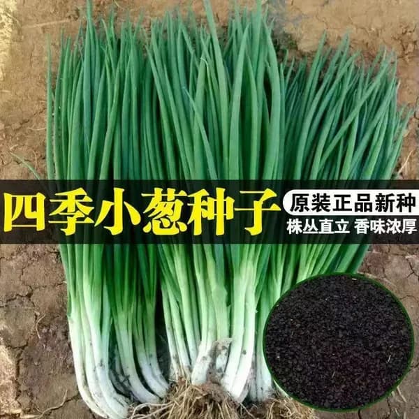 Семена зелёного лука для круглогодичного посева, овощная культура для балкона и сада, неприхотливый лук-батун