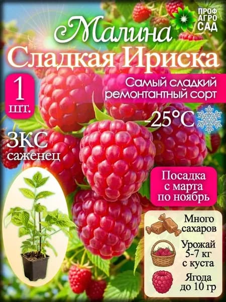 Малина саженец сорт Сладкая Ириска 1 шт. ЗКС