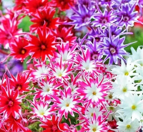 Флокс друммонди МЕРЦАЮЩАЯ ЗВЕЗДА микс