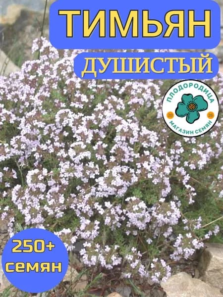 Тимьян обыкновенный, семена 250 шт.