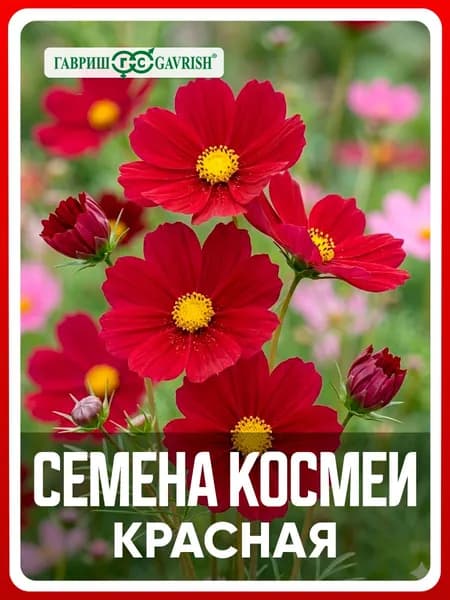 Семена Космея "Красная" 0,3 гр, однолетние цветы для дачи, сада и огорода, клумбы, в открытый грунт, цветы из семян, в контейнер.