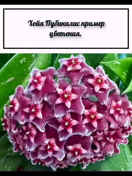 Хойя Пубикалис комнатная лиана цветок