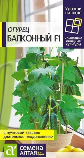 Огурец Балконный, 5 шт (Семена Алтая) для выращивания в домашних условиях!