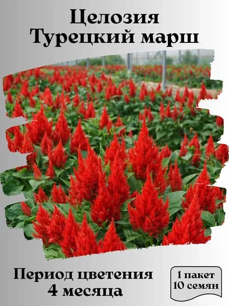 Целозия Турецкий марш, семена, 10 шт.