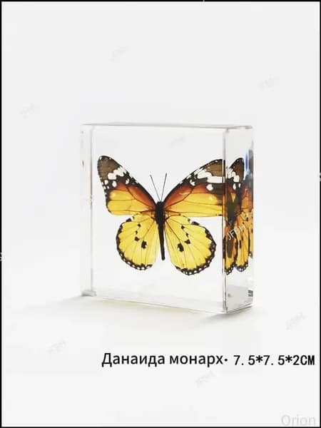 Эксклюзивный биологический экспонат с бабочкой монарх в эпоксидной смоле применяется как учебное пособие и премиальный презент.