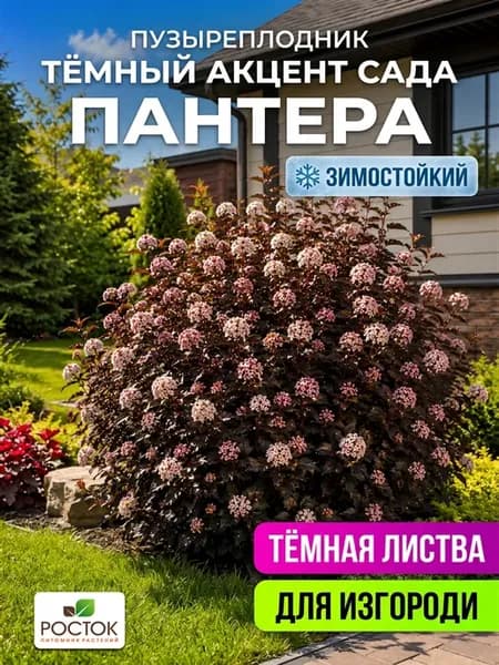 Пузыреплодник калинолистный саженец морозостойкий Пантера