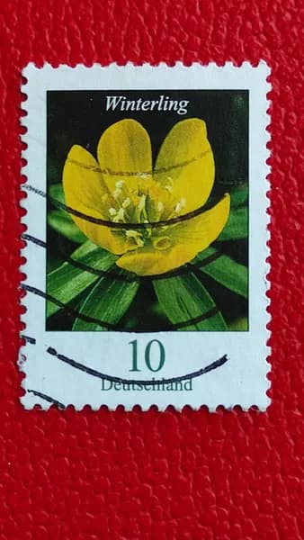 Марки Германия 2017. Цветы: "Зверобой козлиный (Hypericum hircinum)". Гашение - см фото
