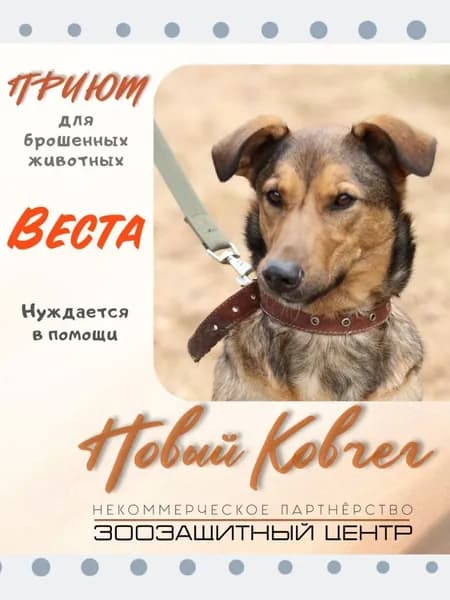 Помочь Весте найти дом