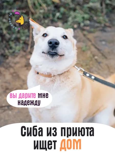 Помочь Сибе найти дом