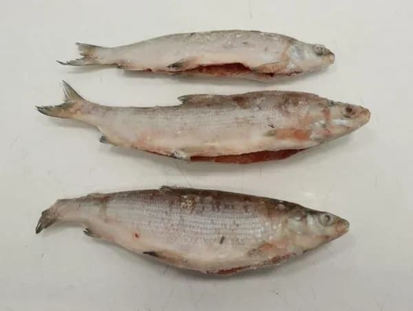 Сиг севанский, ПСГ, 350-500г 1,5 кг, упак Аваг Казарян, АРМЕНИЯ